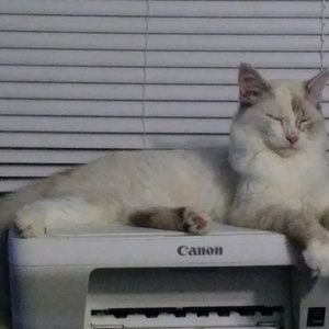 Meet your Posher, Corrinne